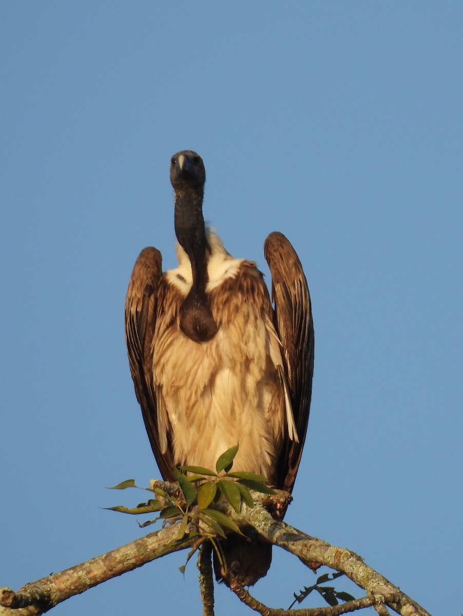 Slender-billed Vulture - ML613501503