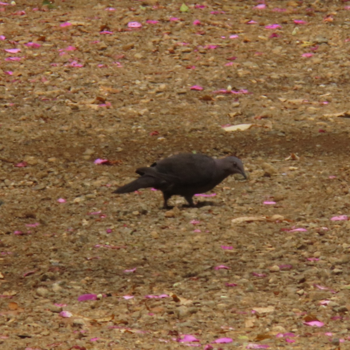 Plumbeous Pigeon - ML613501554