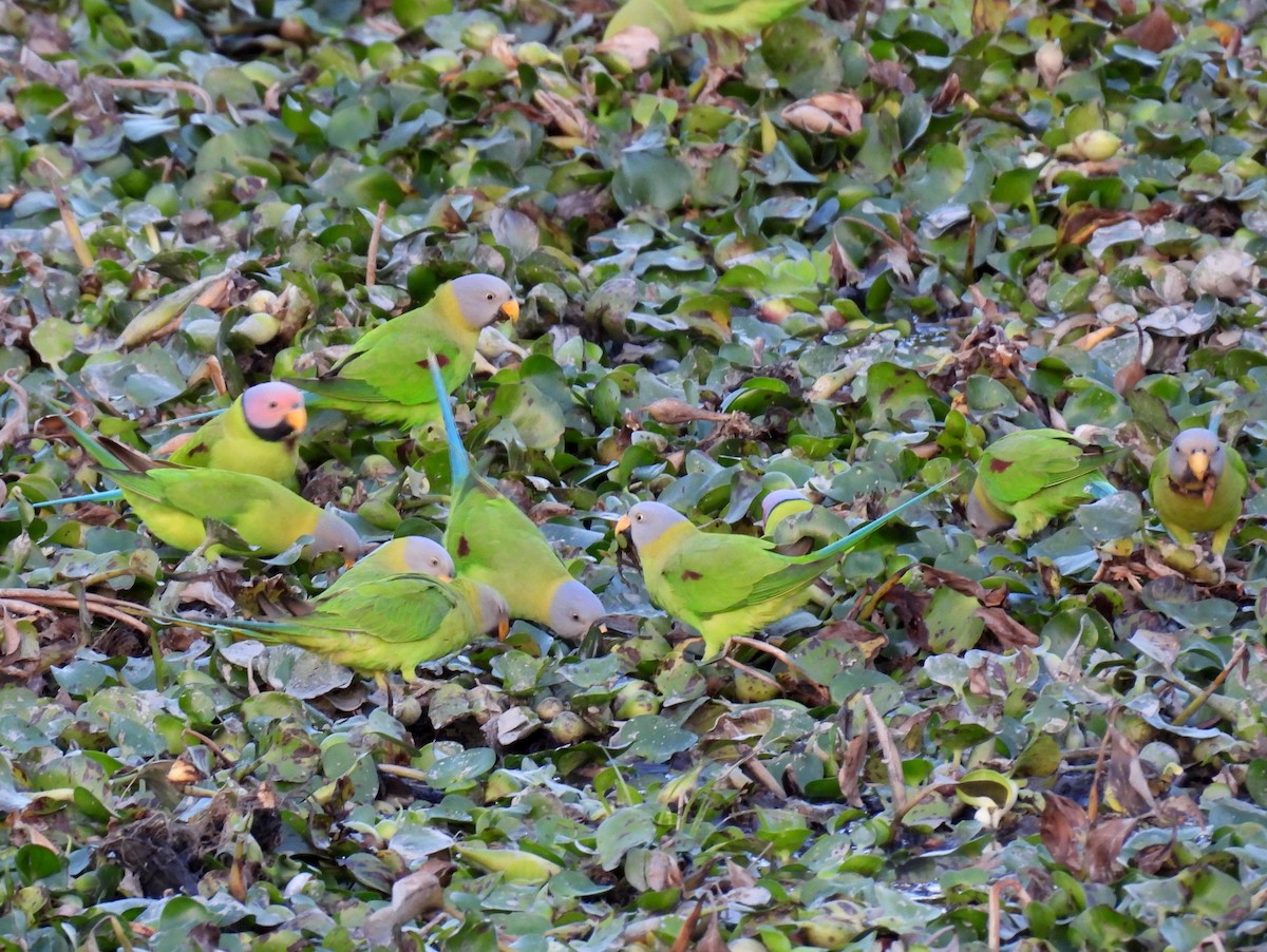 Blossom-headed Parakeet - Suhel Quader