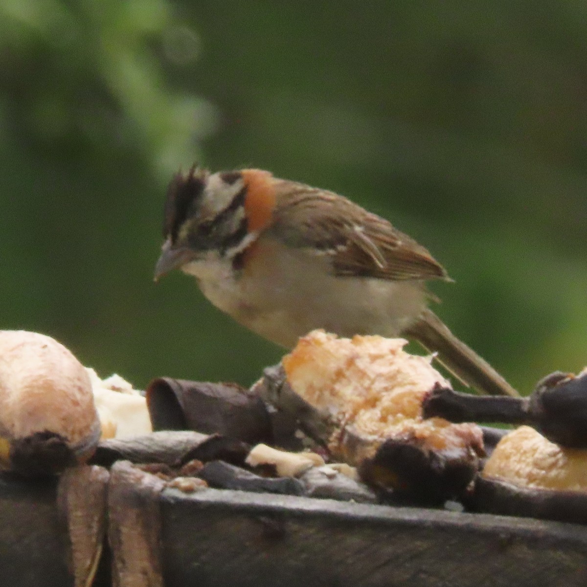 Rufous-collared Sparrow - ML613501675