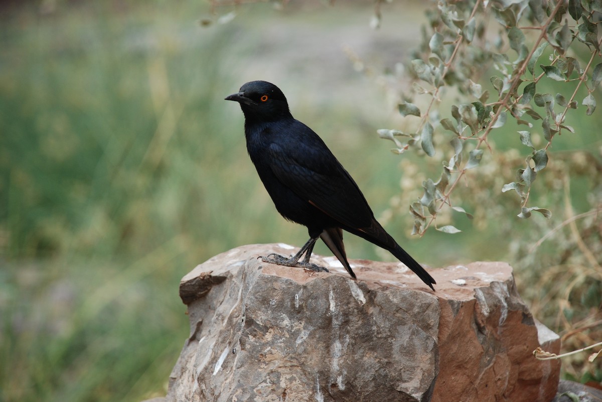 Pale-winged Starling - ML613501822