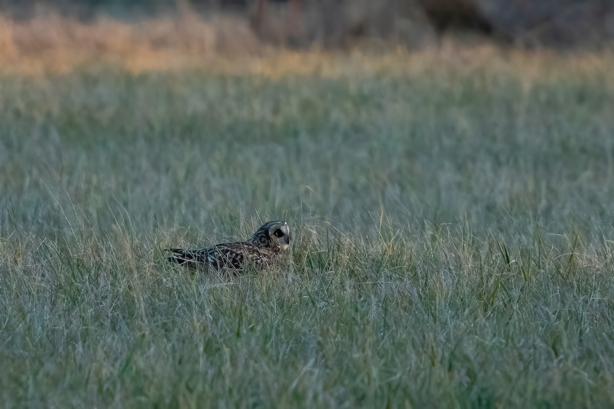 Short-eared Owl - ML613501963