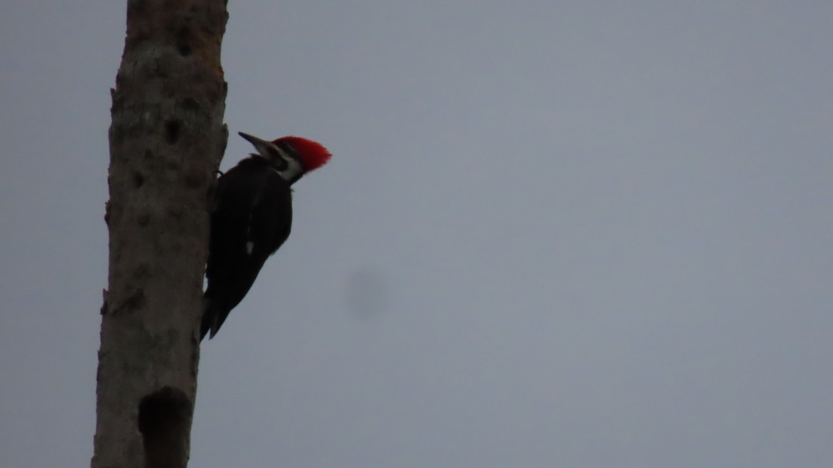 Pileated Woodpecker - ML613502111