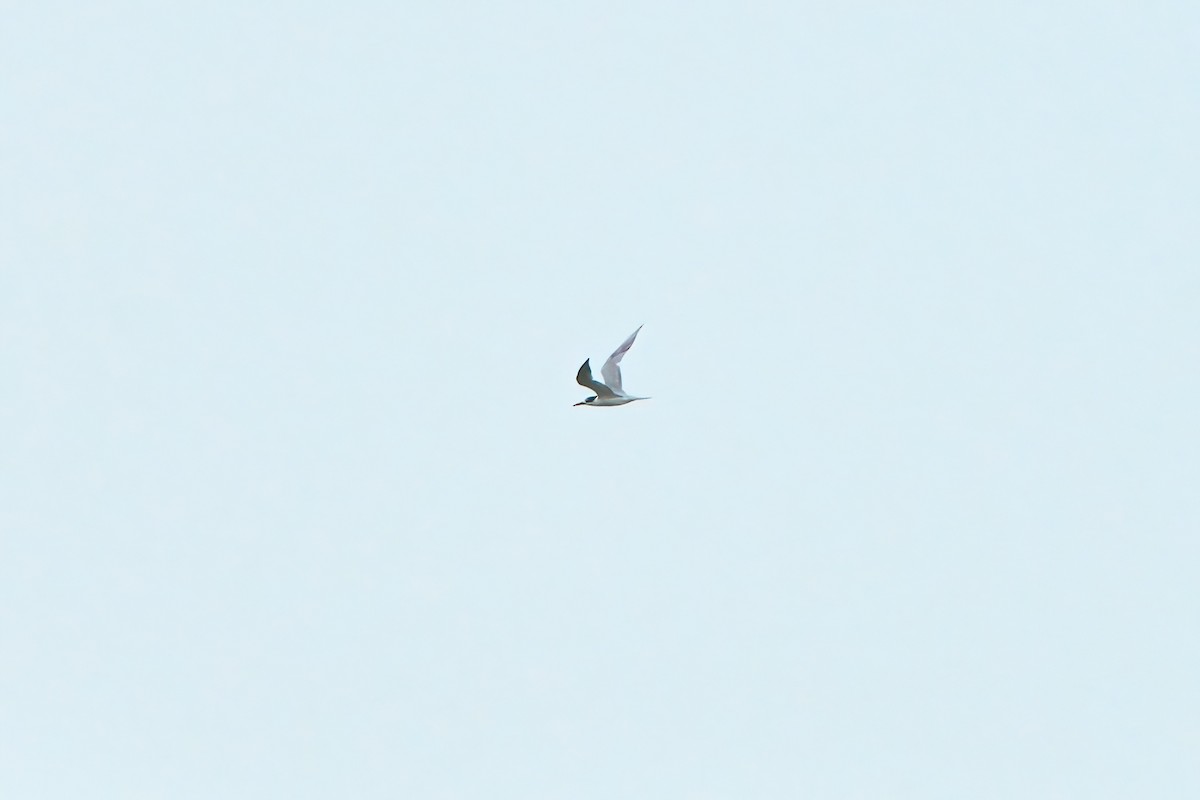 Great Crested Tern - ML613502145