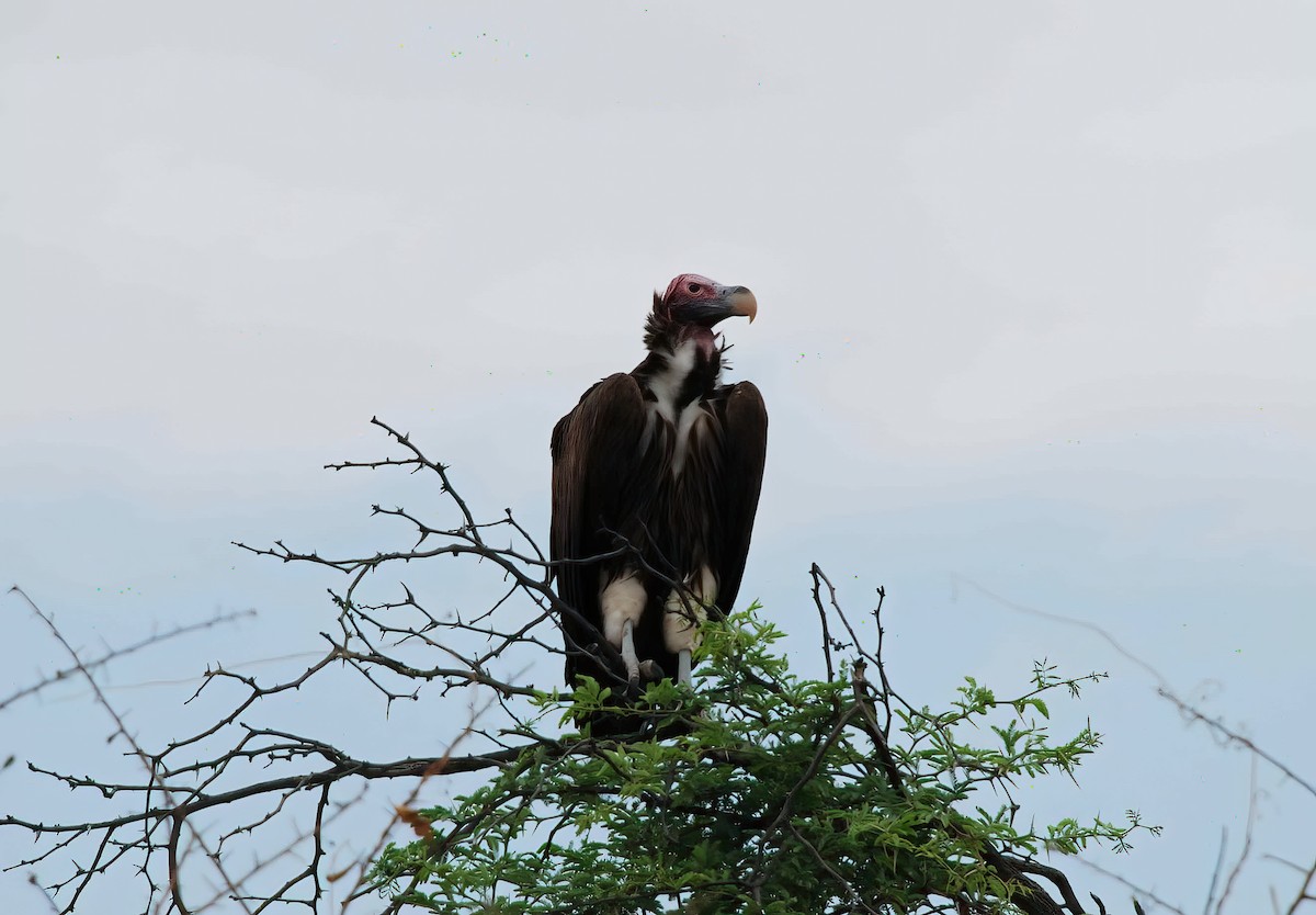 Lappet-faced Vulture - ML613502193