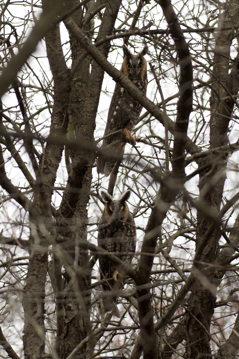 Long-eared Owl - ML613502424