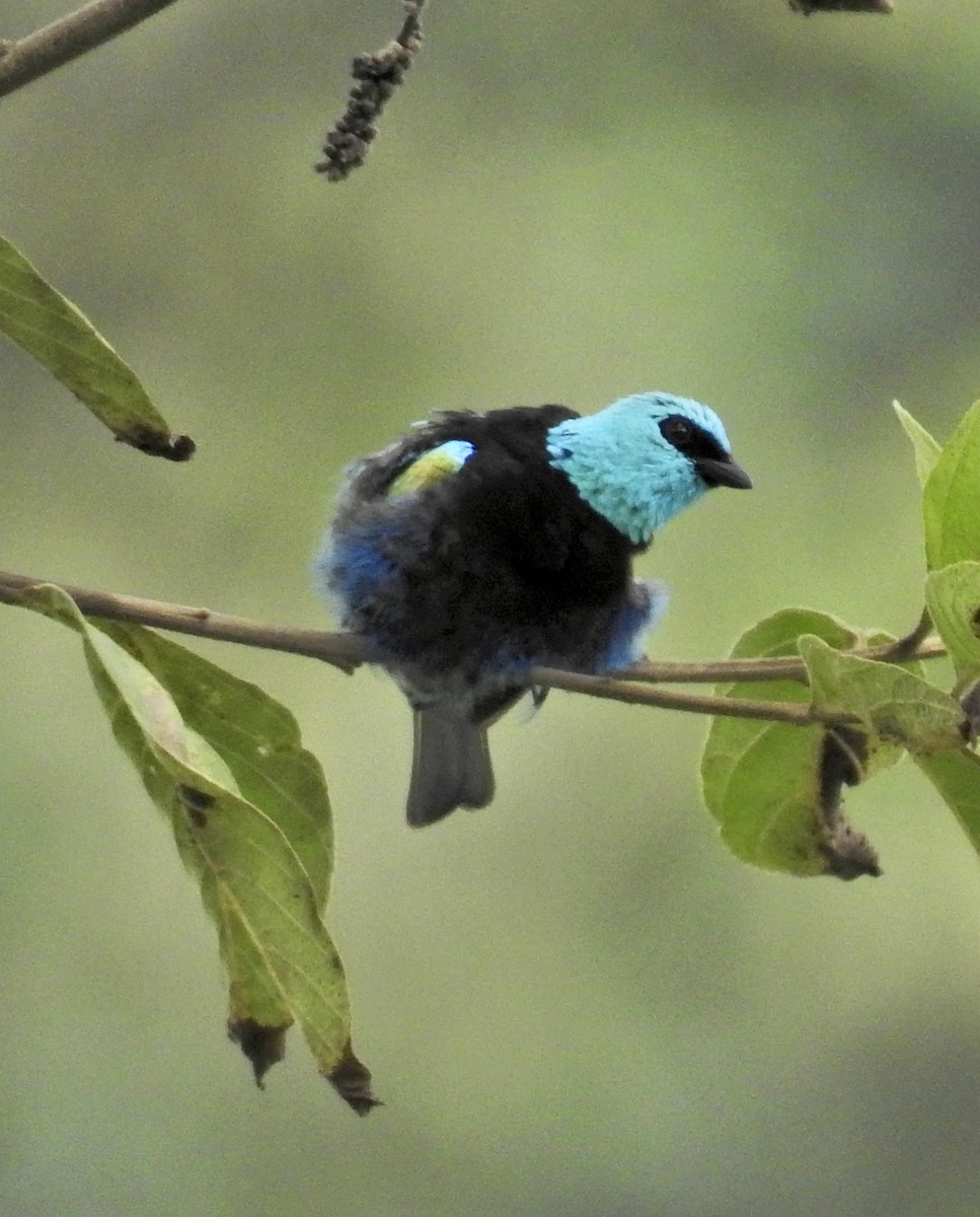 Blue-necked Tanager - ML613502520