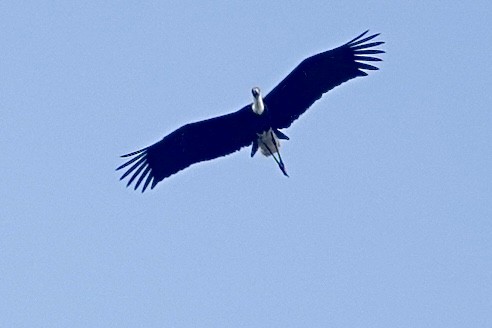 Asian Woolly-necked Stork - ML613502526