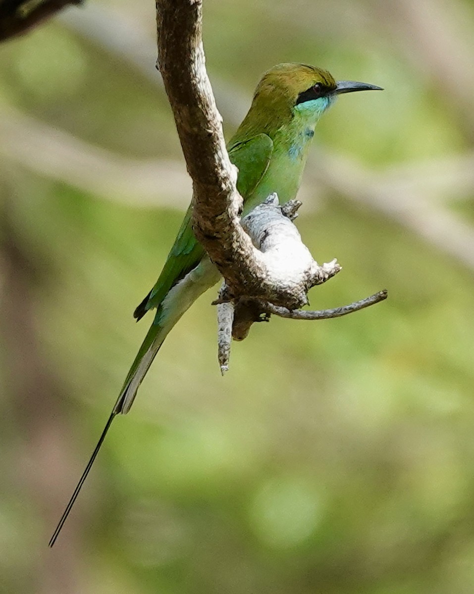 Asian Green Bee-eater - Sheila Mathai