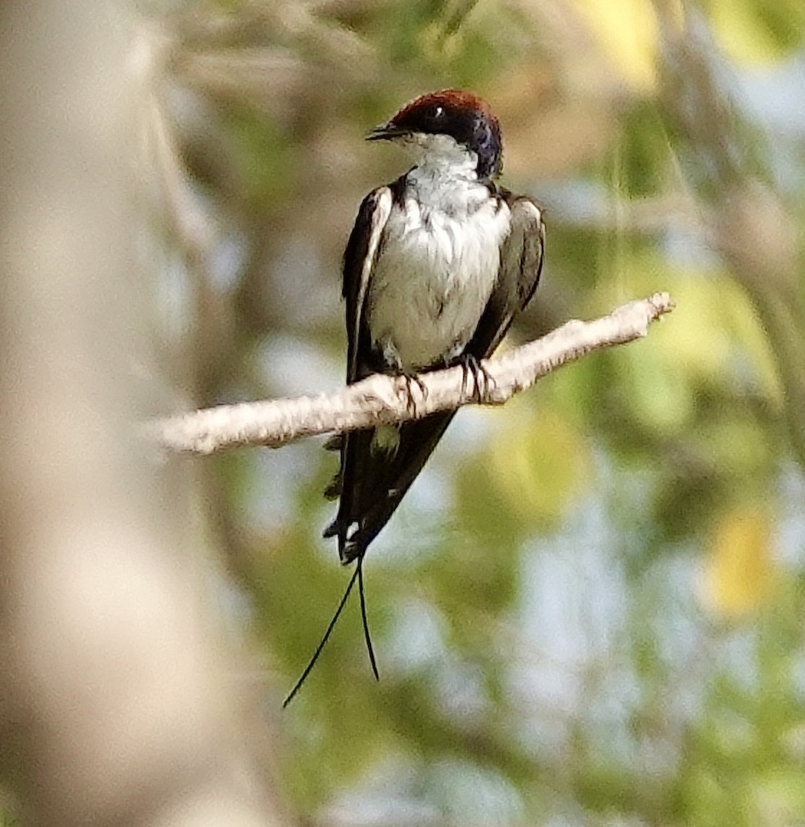 Wire-tailed Swallow - ML613502576