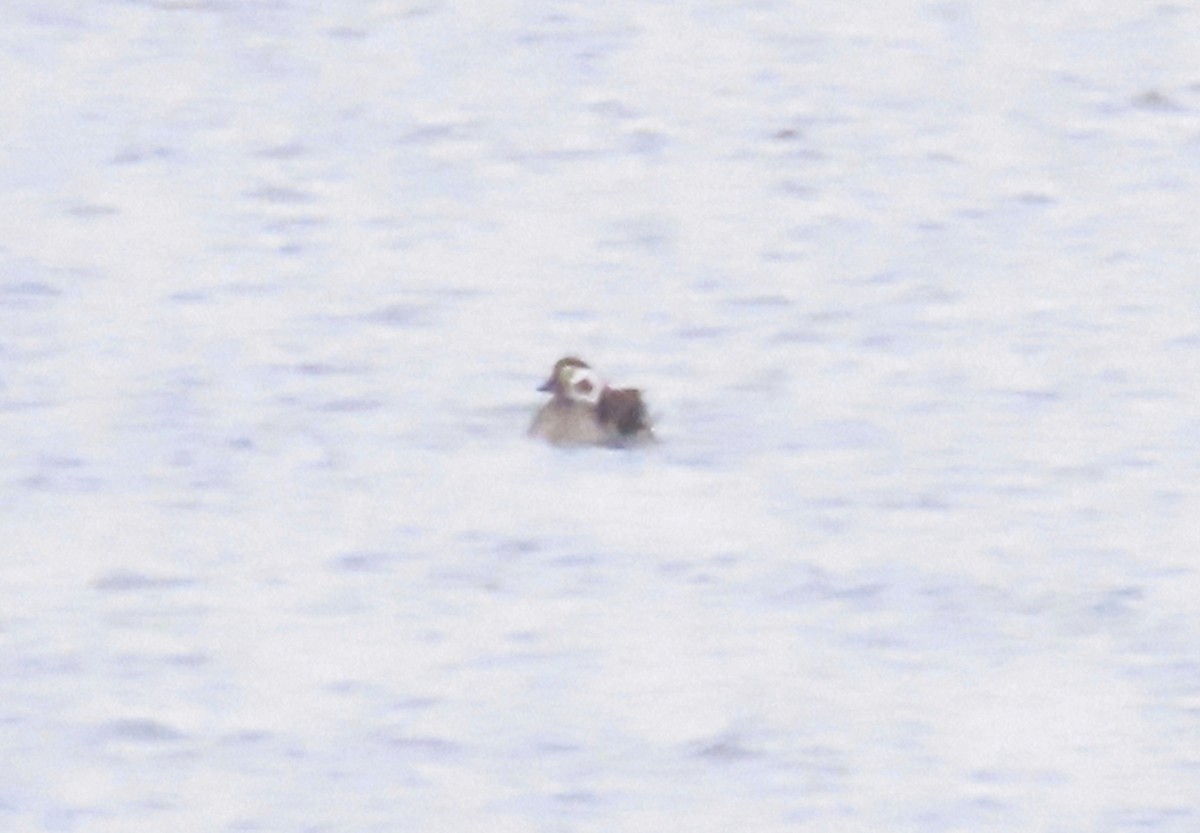 Long-tailed Duck - ML613502599