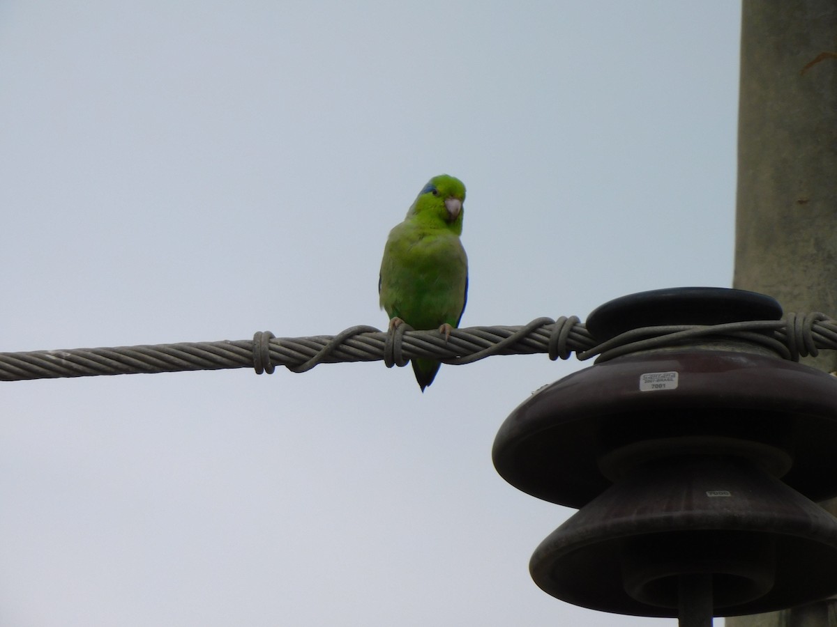Папуга-горобець еквадорський - ML613502609