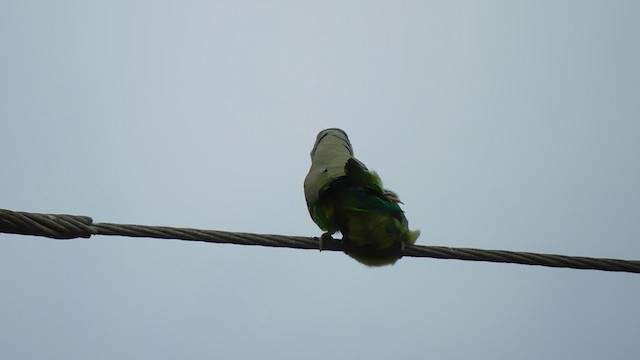Папуга-горобець еквадорський - ML613502610