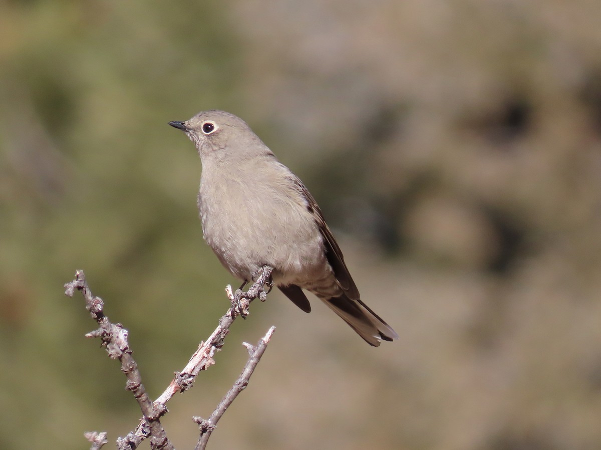Townsend's Solitaire - ML613502808