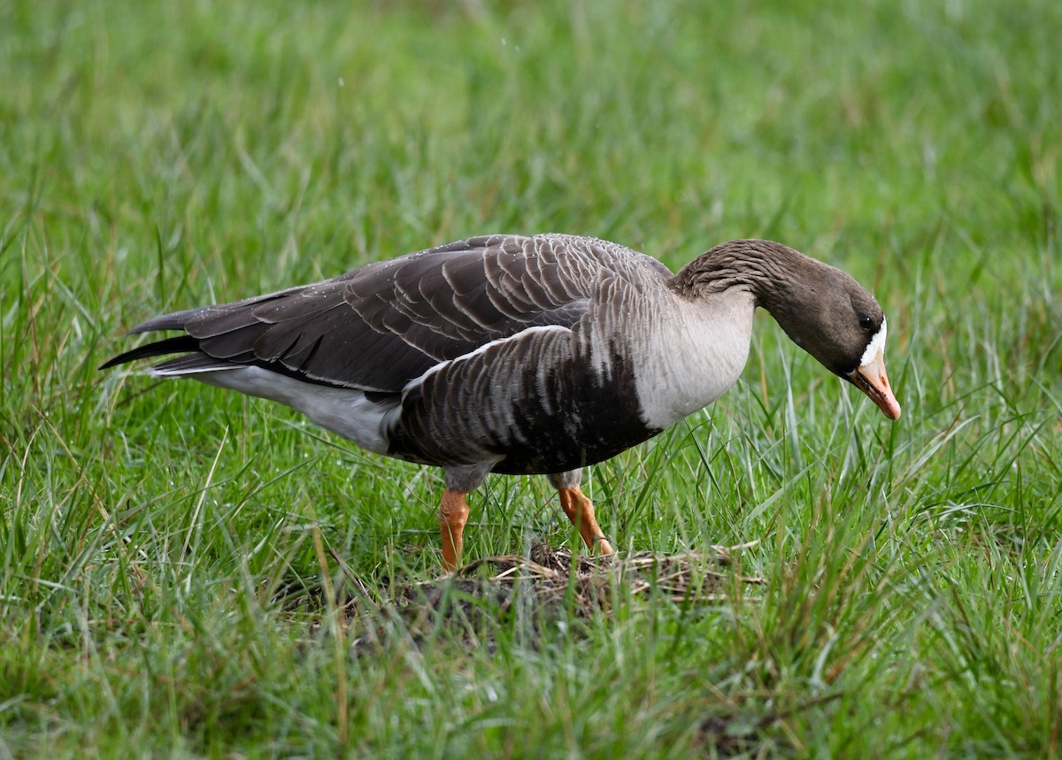 Greater White-fronted Goose - ML613502860