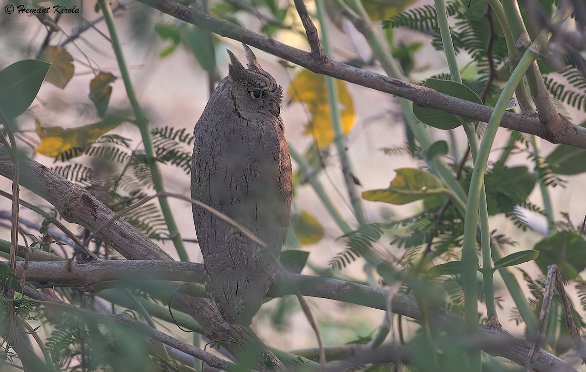 Pallid Scops-Owl - Hemant Kirola