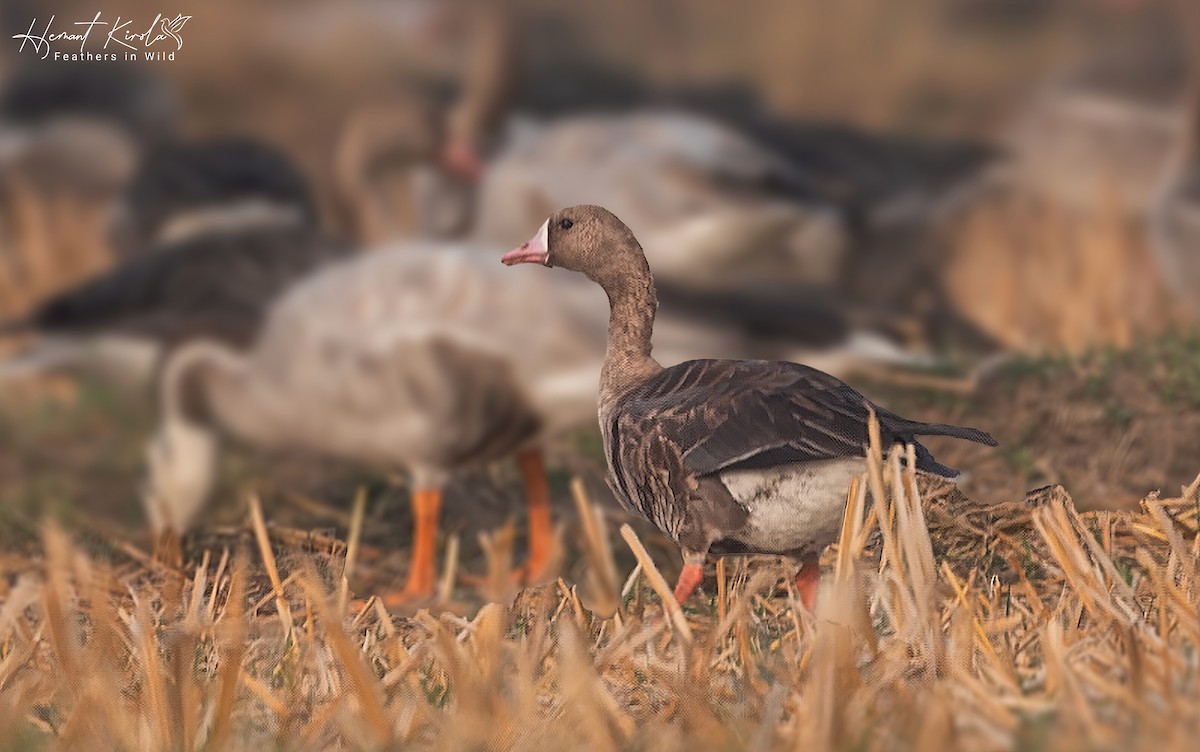 Greater White-fronted Goose - Hemant Kirola
