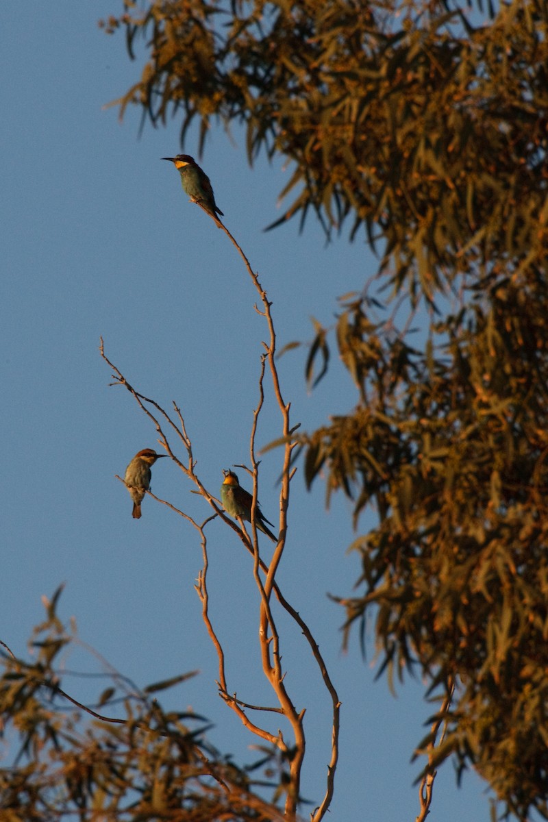 European Bee-eater - ML613503202