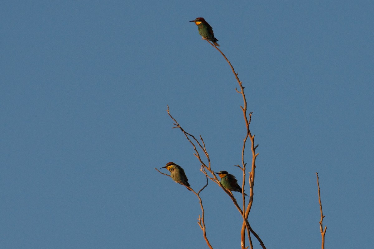 European Bee-eater - ML613503203