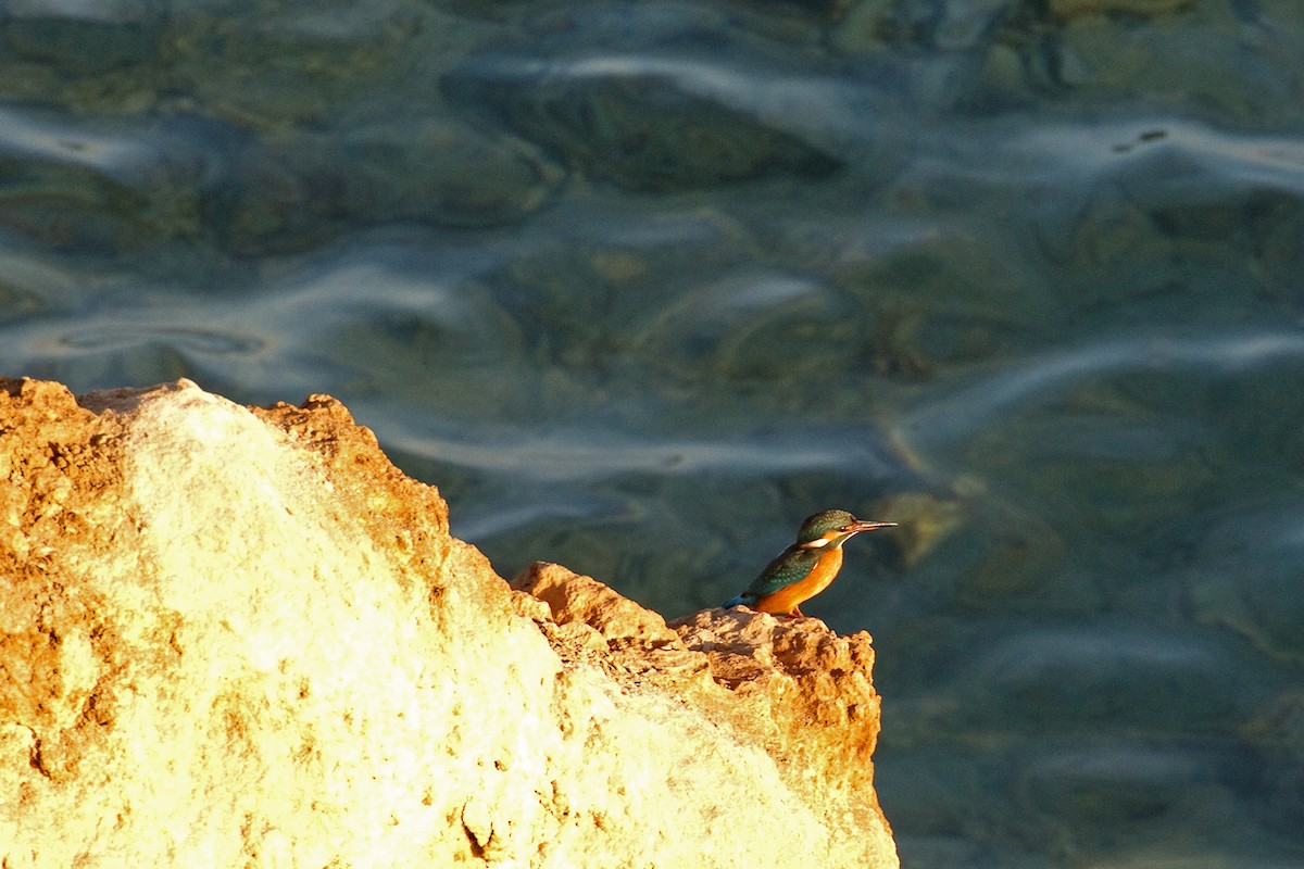 Common Kingfisher - ML613503257