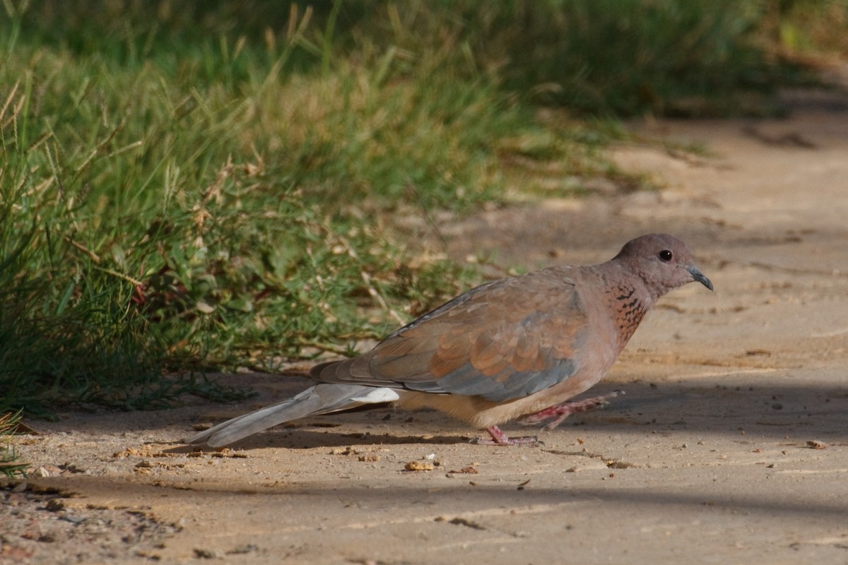 Laughing Dove - ML613503296