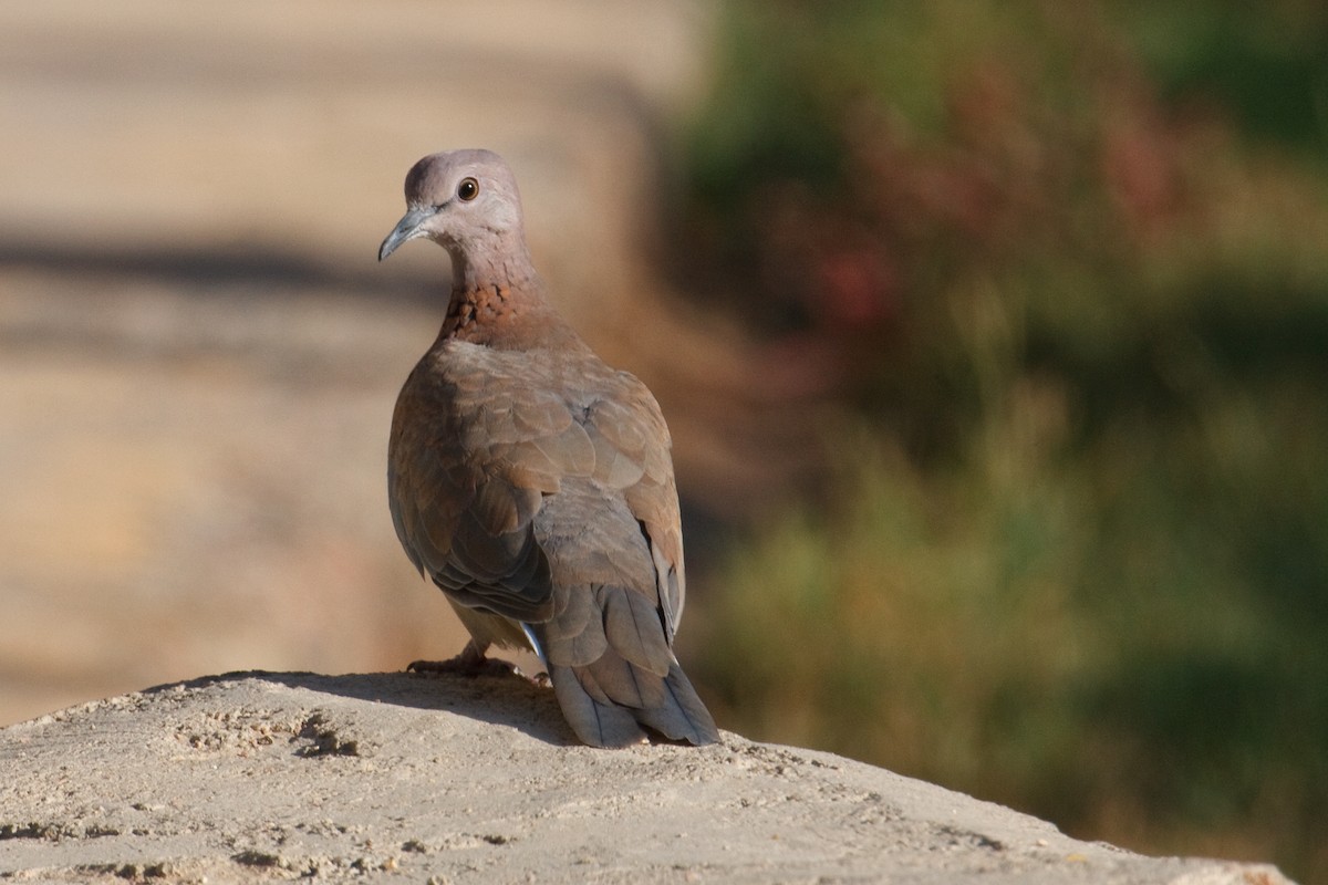 Laughing Dove - ML613503297