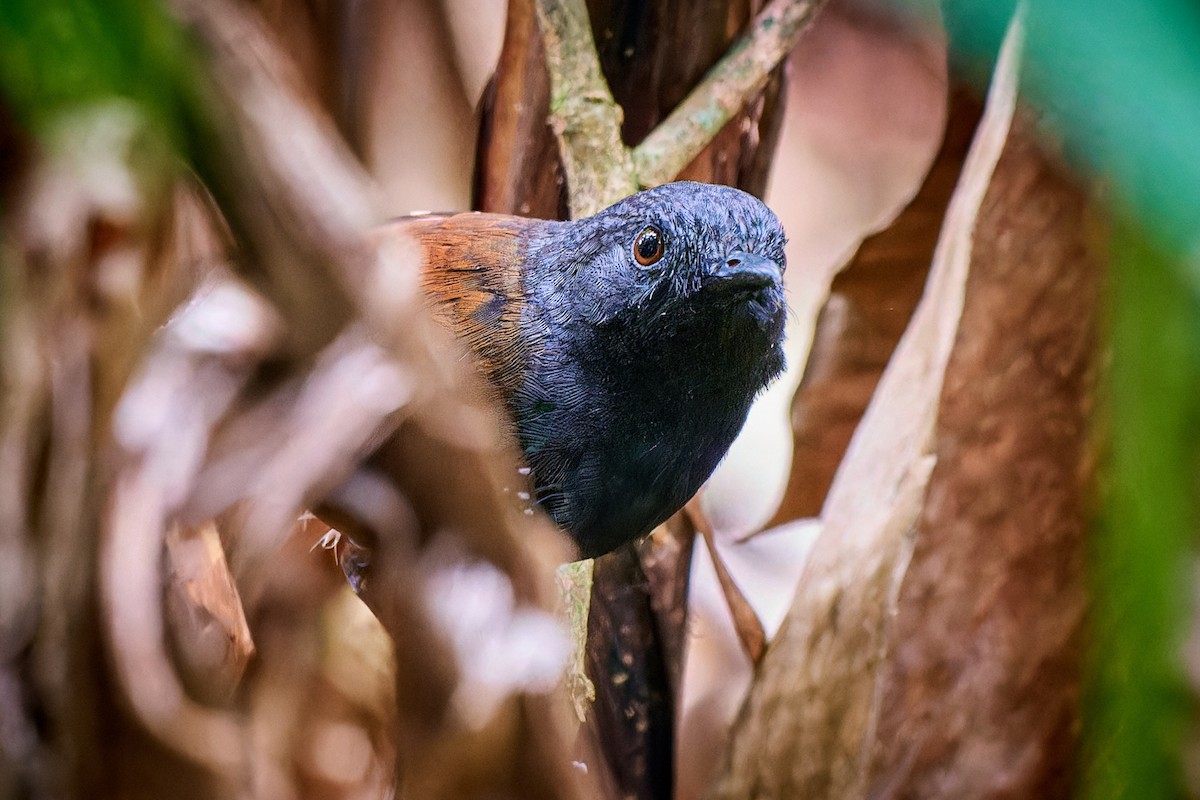Chestnut-tailed Antbird - Tomáš Grim
