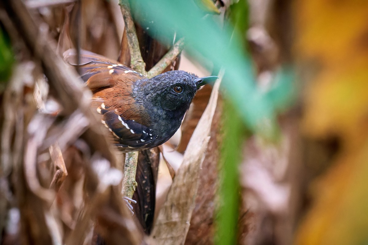 Chestnut-tailed Antbird - ML613503332