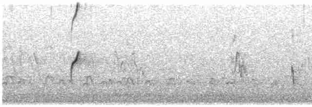 Maoriregenpfeifer (aquilonius) - ML613503341