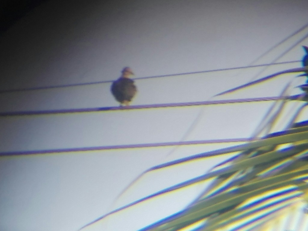 Spotted Dove (Western) - Vihansith Kulatunga