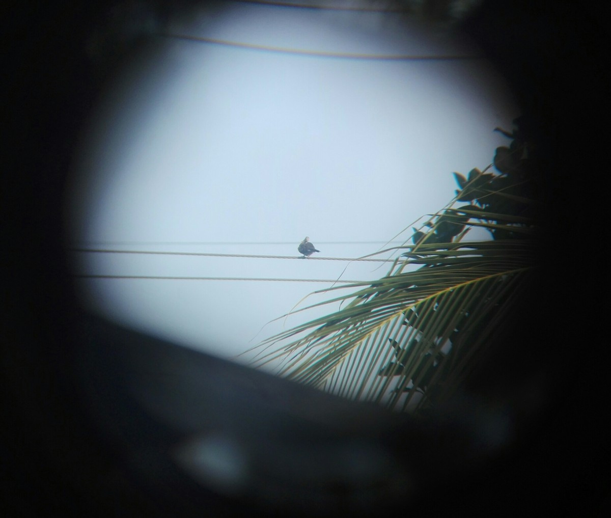 Spotted Dove (Western) - Vihansith Kulatunga