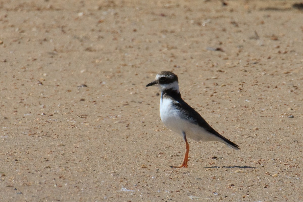 Common Ringed Plover - ML613503502