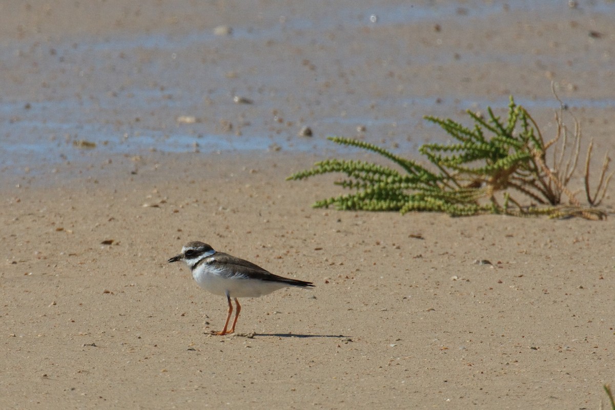 Common Ringed Plover - ML613503505