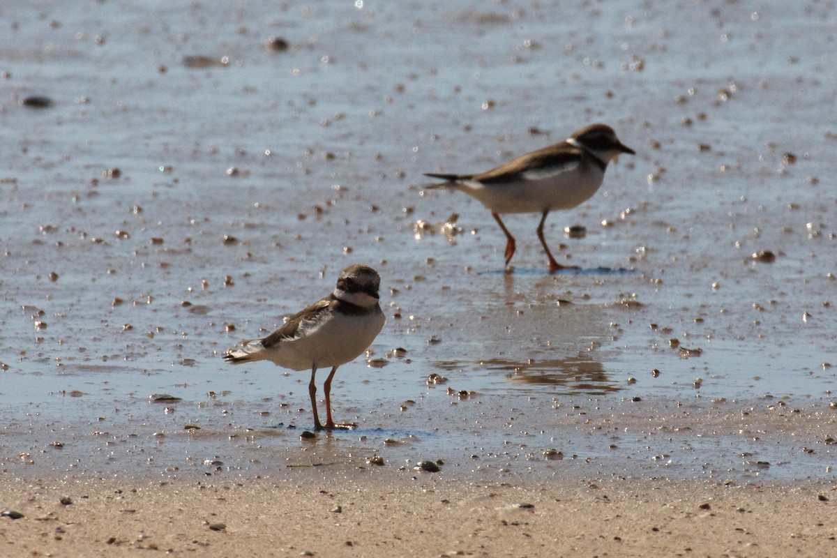Common Ringed Plover - ML613503511