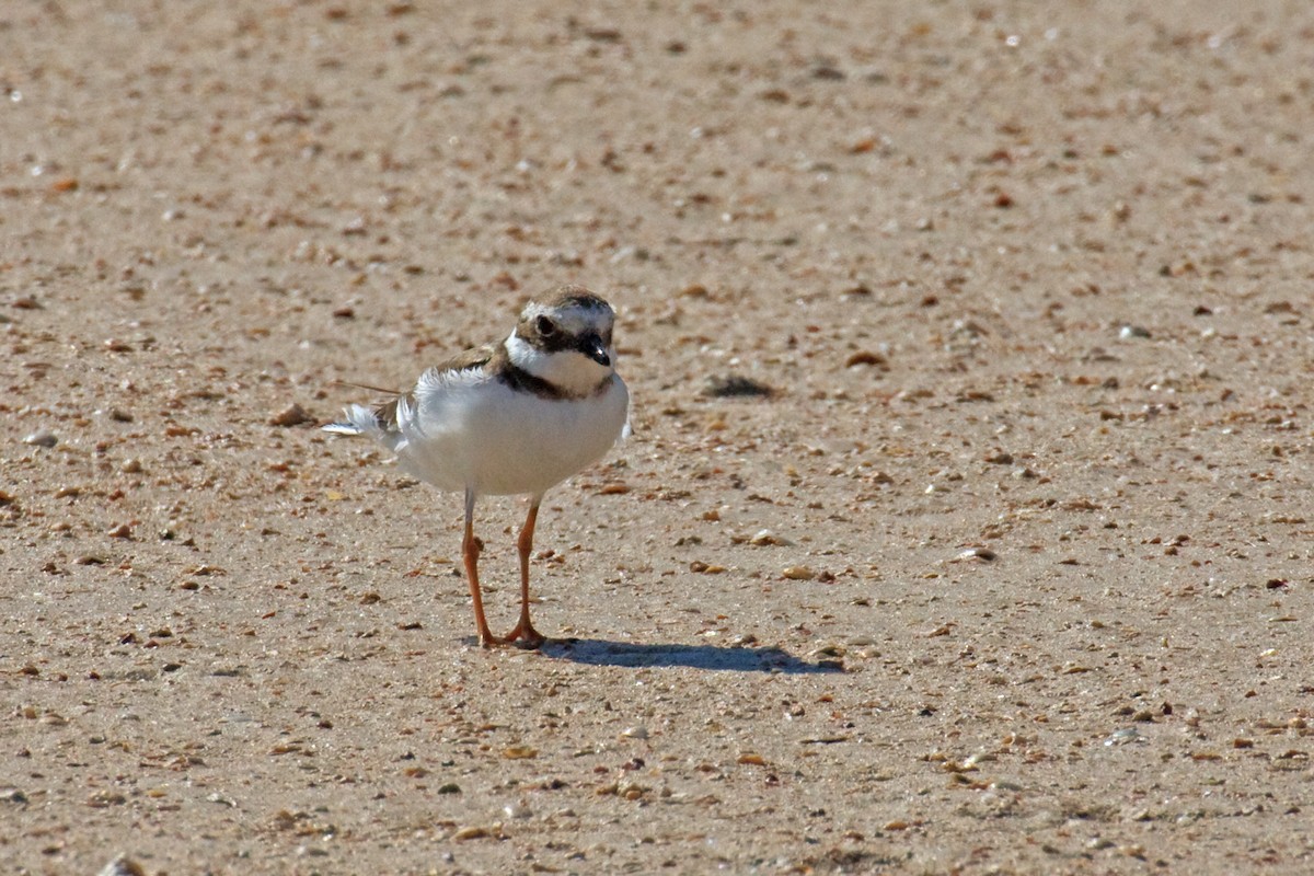 Common Ringed Plover - ML613503516