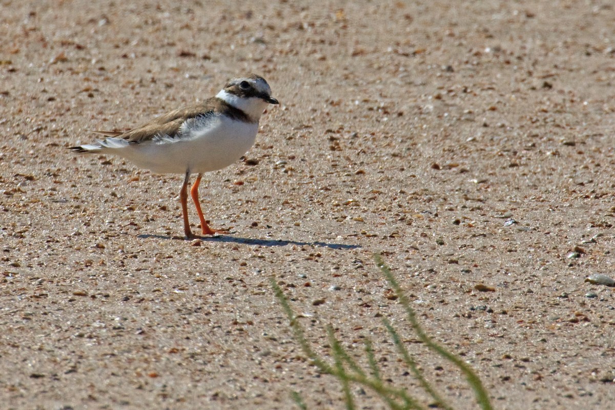 Common Ringed Plover - ML613503518