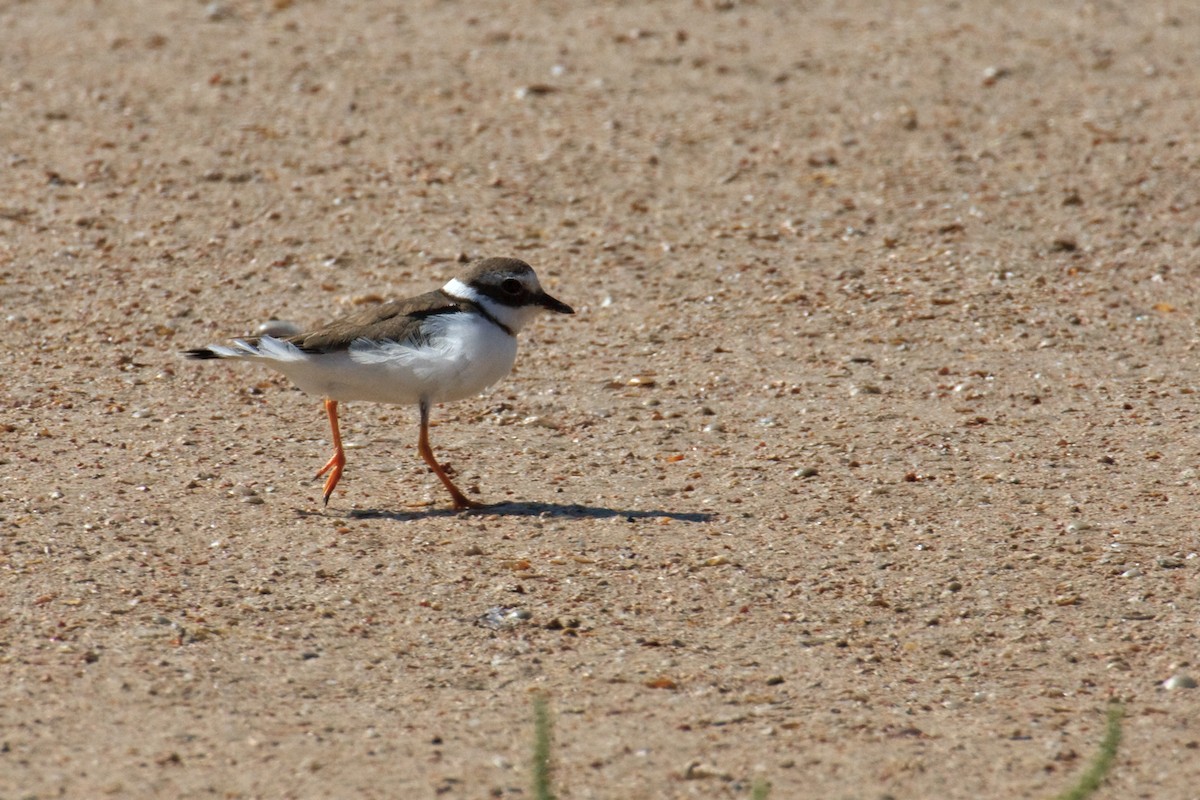 Common Ringed Plover - ML613503519