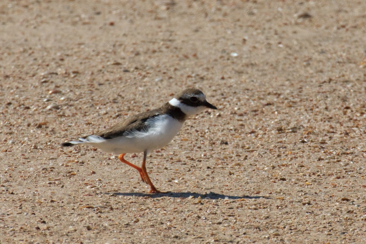 Common Ringed Plover - ML613503520