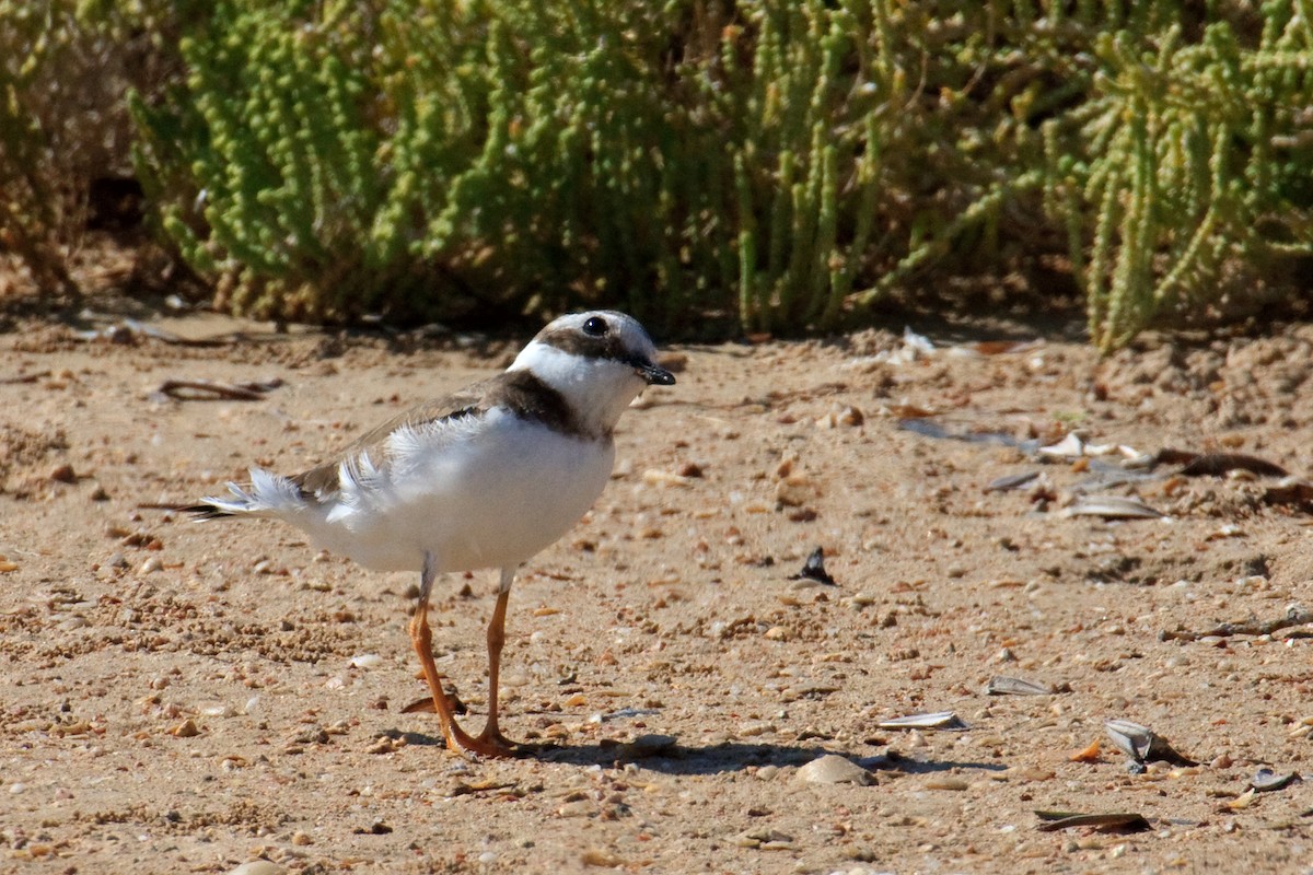 Common Ringed Plover - Anonymous