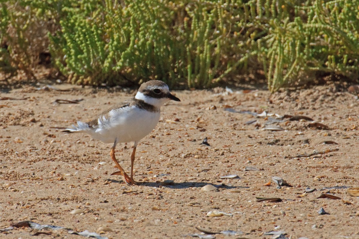 Common Ringed Plover - ML613503528