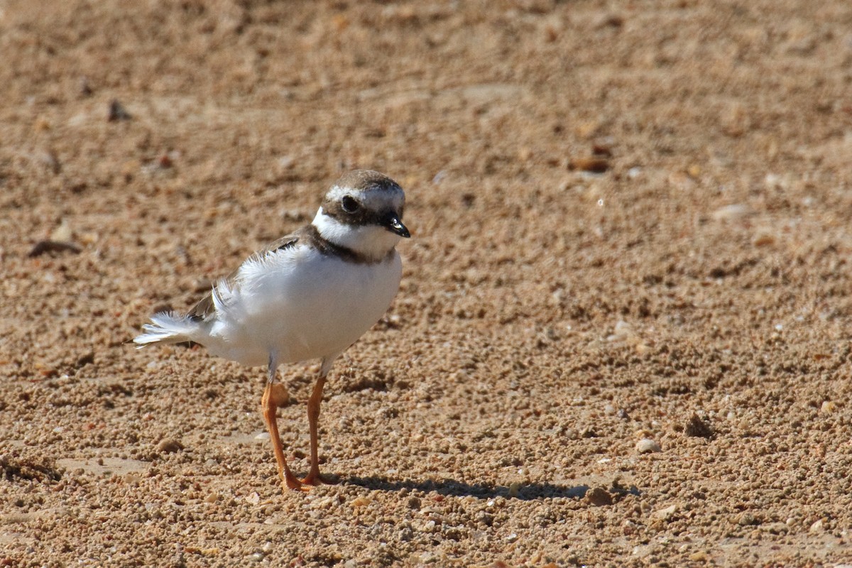 Common Ringed Plover - ML613503533