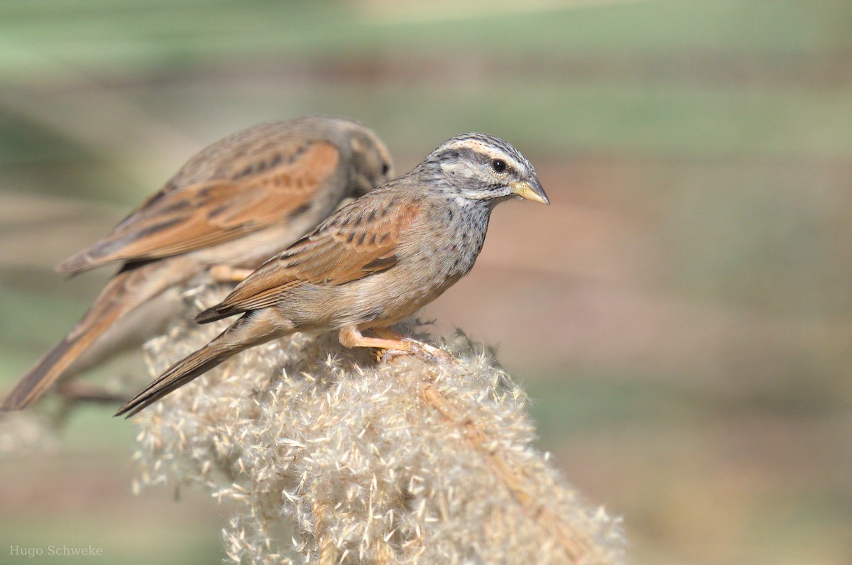 Striolated Bunting - ML613503607