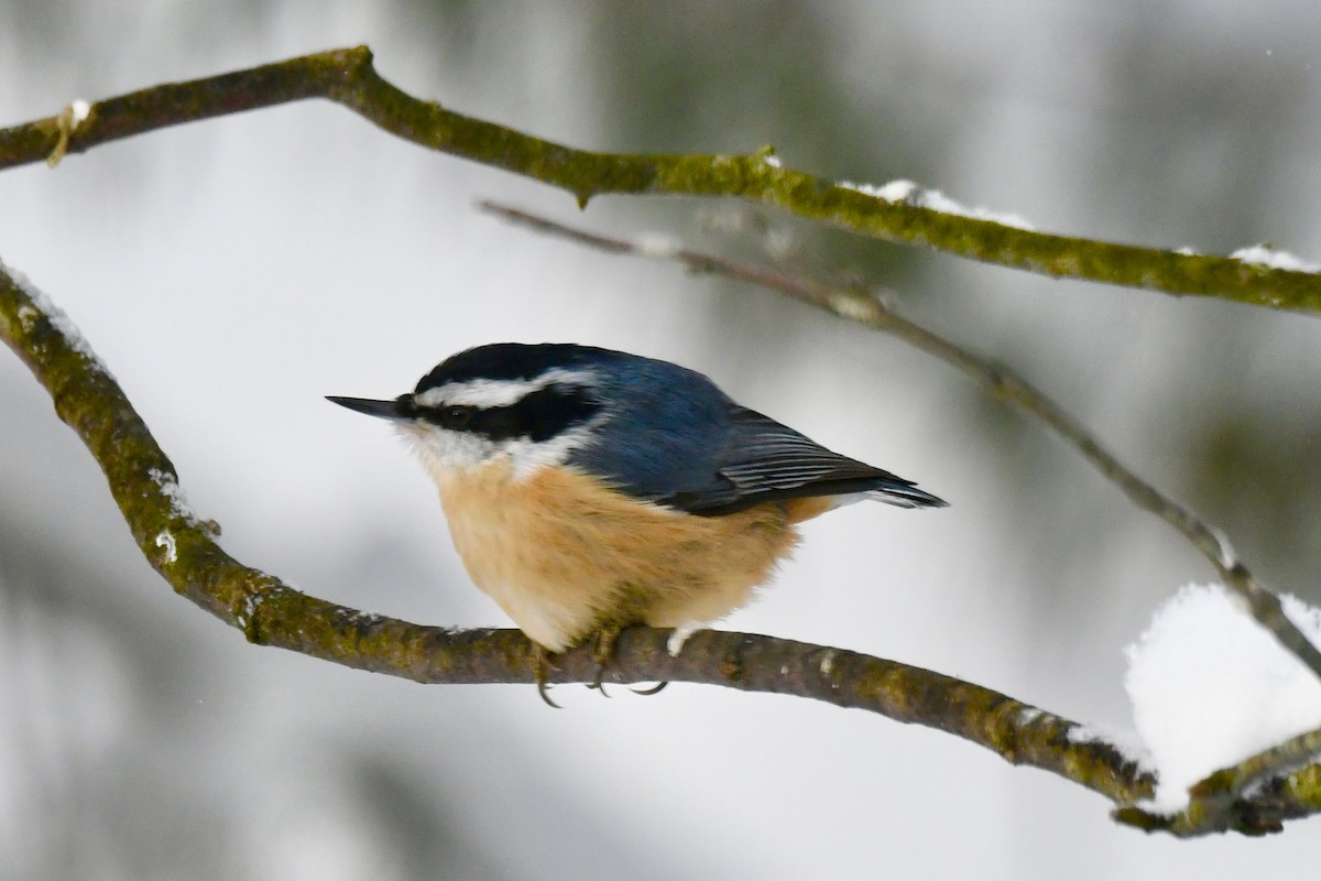 Red-breasted Nuthatch - ML613503664