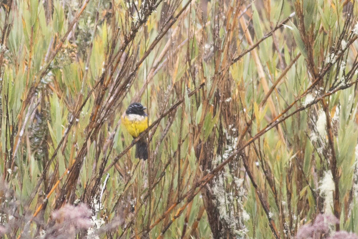 Buff-breasted Mountain Tanager - ML613503801