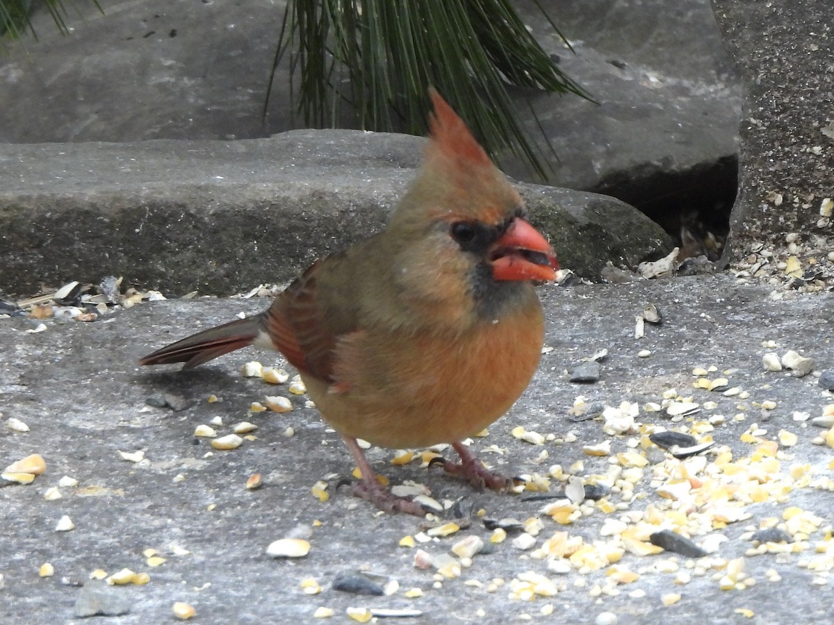 Pennsylvania EBird Checklist 14 Jan 2024 PA SQ VanCott S 8 Species   1200