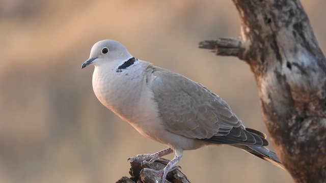 Eurasian Collared-Dove - ML613504007