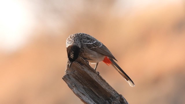 Red-vented Bulbul - ML613504019