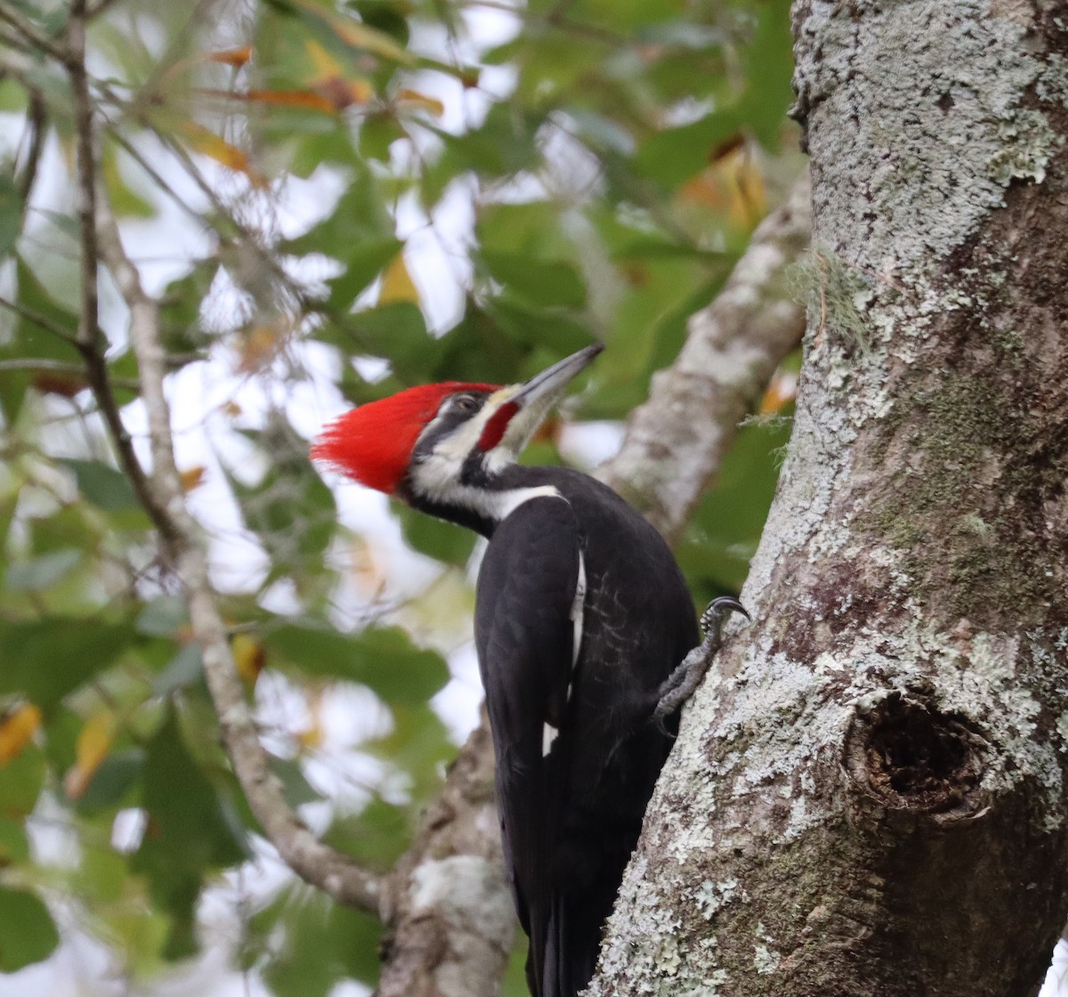 EBird Checklist 14 Jan 2024 Deer Run Gainesville Fl 1 Species   1200