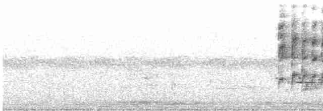rorýs bělohrdlý - ML613504267