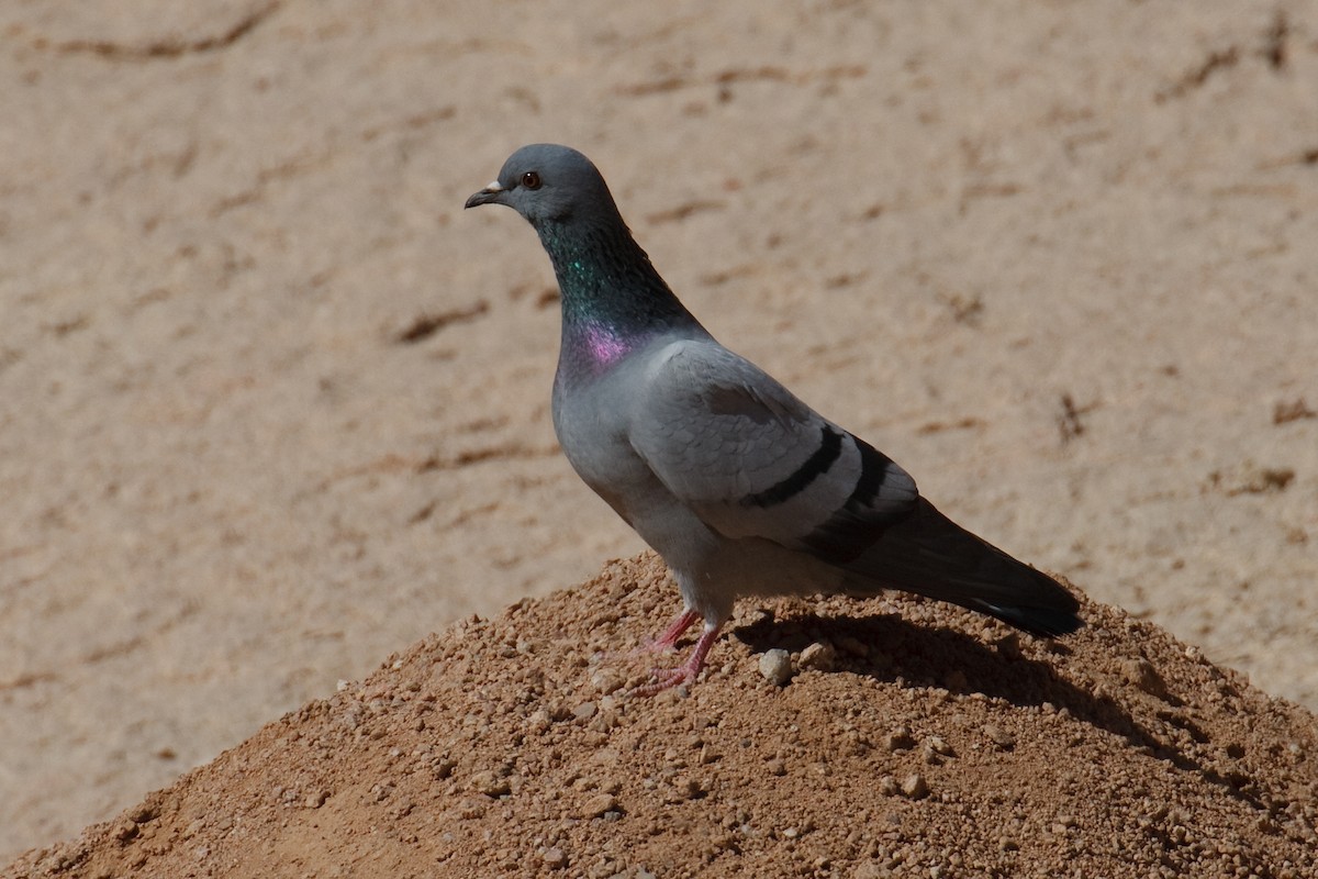 Rock Pigeon - ML613504549